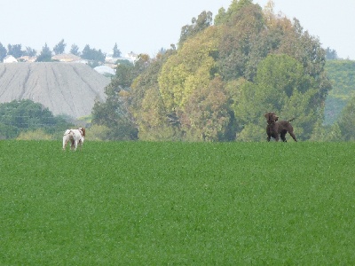 Best of Farolave - CALIN DE LA TRUFFIERE DE CANETTE