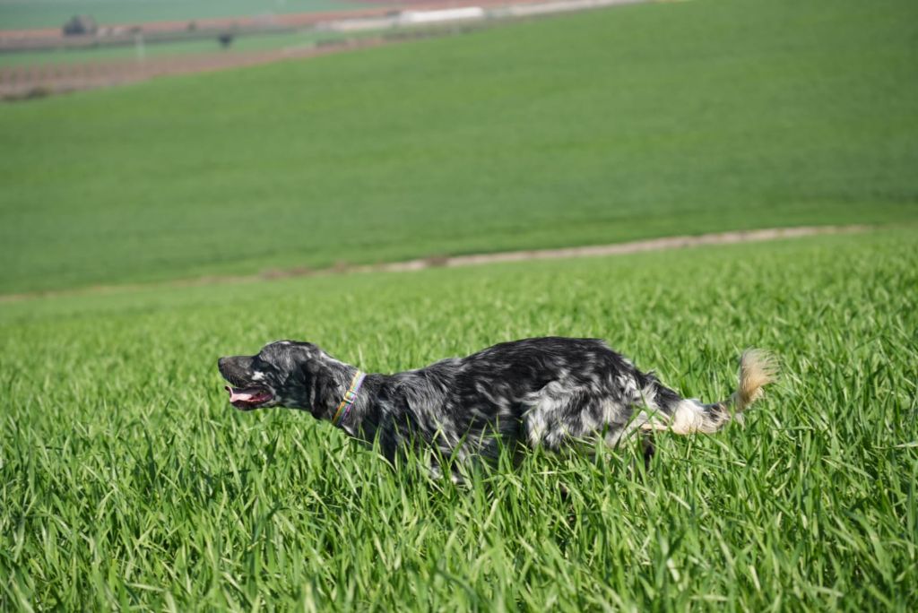 Ukton Du Puy Du Fougeroux
