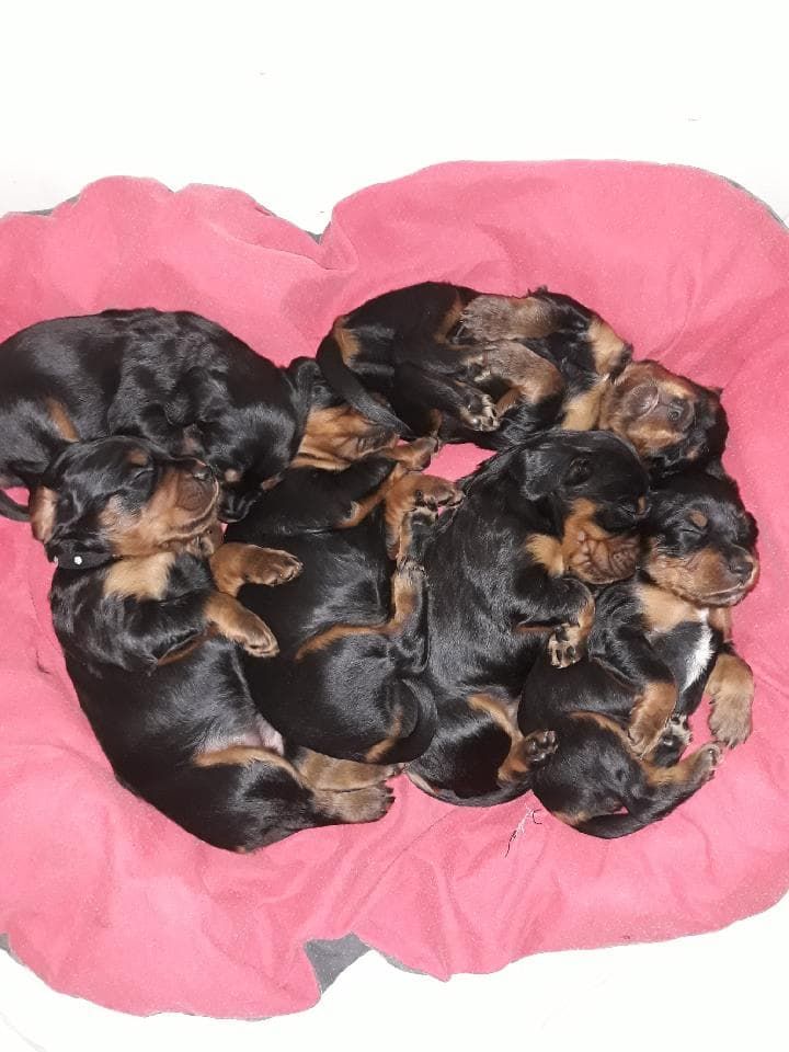 Chiots de IANA du Chant des Vignes ET Harley du Chant des Vignes.