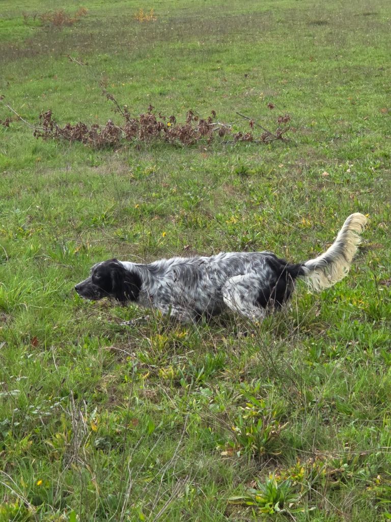 Best of Farolave - Chiots disponibles - Setter Anglais
