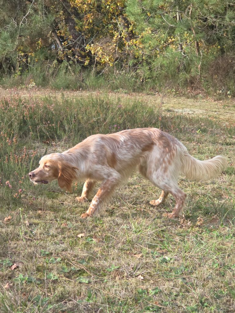 Best of Farolave - Chiots disponibles - Setter Anglais