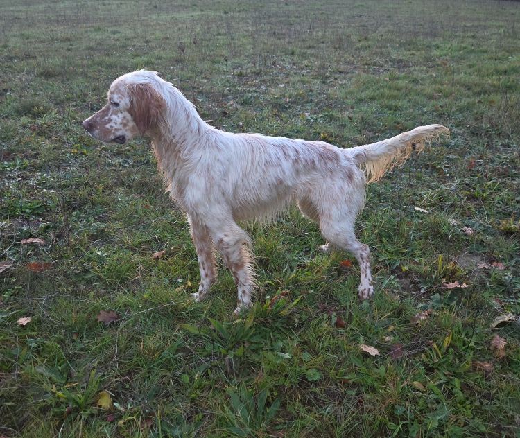Best of Farolave - Chiots disponibles - Setter Anglais