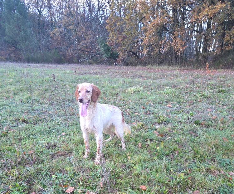 Best of Farolave - Chiots disponibles - Setter Anglais